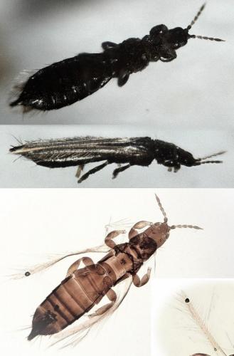 Réf. 275 613 : Limothrips cerealium